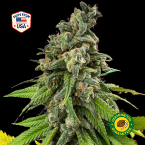 Bubba Kush Feminized Seeds