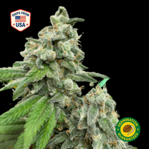 Candyland Feminized Seeds