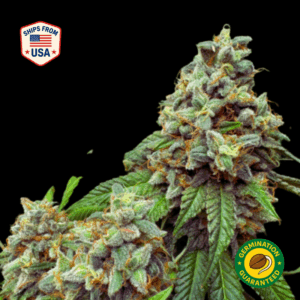 Cotton Candy Kush Feminized Seeds