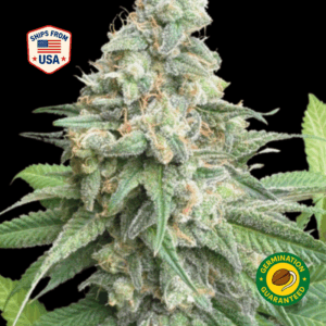 Ghost Train Haze Feminized Seed