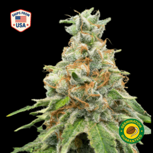 God's Gift Feminized Seeds