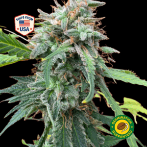 Green-Crack-Feminized-Seeds