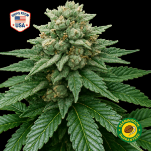 Jack Frost Feminized Seeds