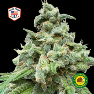 Jelly Breath Feminized Seeds
