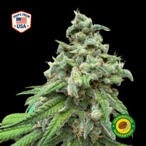 Sour Apple Feminized Seeds