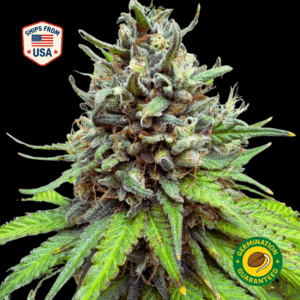 Strawberry Cough Feminized Seeds