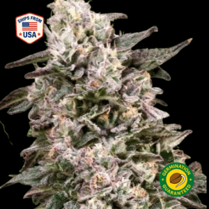 Super Blue Dream Feminized Seeds