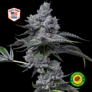 AK-59 Feminized Seeds