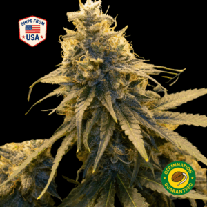 Alien Cookies Feminized Seeds