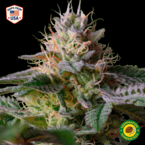 Alien Technology Feminized Seeds