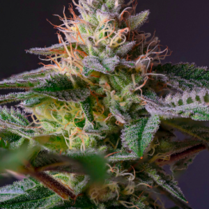 Alien Technology Feminized Seeds