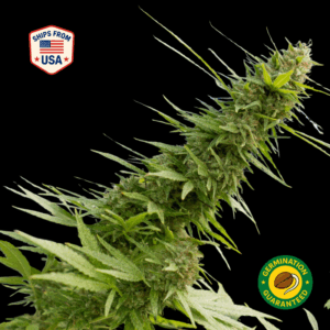 Amnesia Haze Feminized Seeds