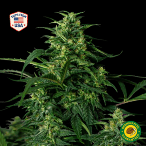 Apple Betty Feminized Seeds