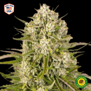 Badazz OG Cheese Feminized Seeds