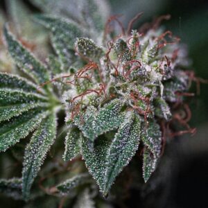 Badazz OG Cheese Feminized Seeds