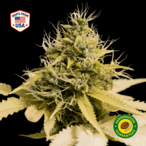Banana Punch Feminized Seeds