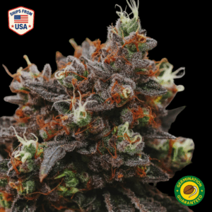 Blackberry Moonrocks Feminized Seeds