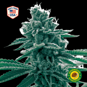 Blueberry Feminized Seeds