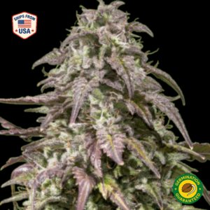 Blueberry Muffin Feminized Seeds