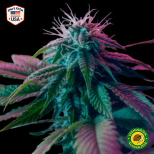 California Dream Feminized Seeds