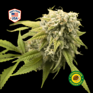 Cheese Feminized Seeds