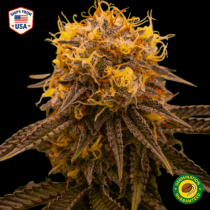 Cheesecake Feminized Seeds