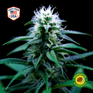 Chem Dawg Feminized Seeds