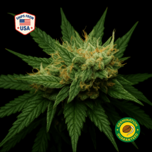 Critical Kush Feminized Seeds