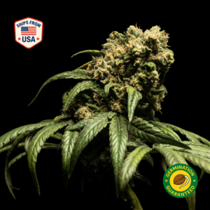 Critical Mass Feminized Seeds