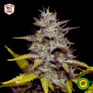 Early Skunk Feminized Seeds