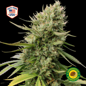 Fire OG Feminized Seeds
