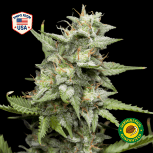 Forbidden Fruit Feminized Seeds