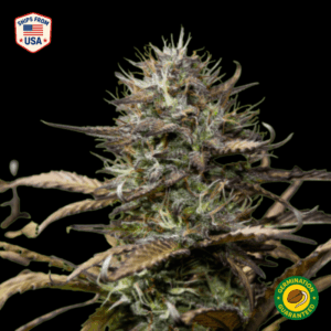 GDP x OG Kush Feminized Seeds