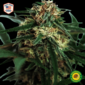 GSC x Gelato Feminized Seeds