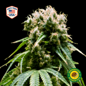 Girl Scout Cookies (GSC) Feminized Seeds