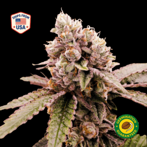 Grandmommy Purple Feminized Seeds