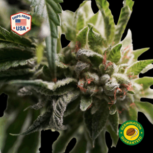 Grape Ape Feminized Seeds