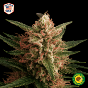 Grape OG Feminized Seeds