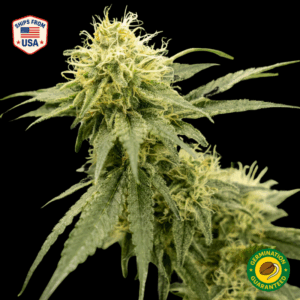 Green Poison Feminized Seeds