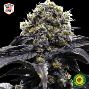 Hash Plant Feminized Seeds