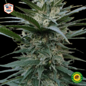 Hektol Feminized Seeds