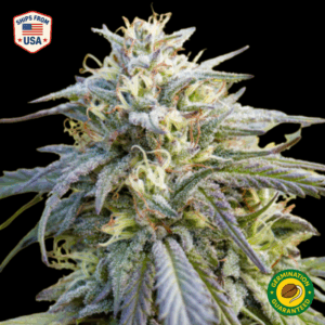 Holy Grail Kush Feminized Seeds