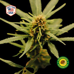 Ice Cream Cake Feminized Seeds