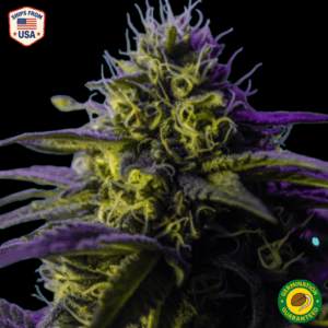 Jack Herer x Cheese Feminized Seeds