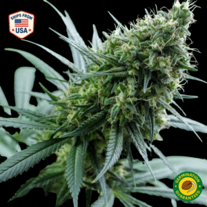 Kosher Kush Feminized Seeds