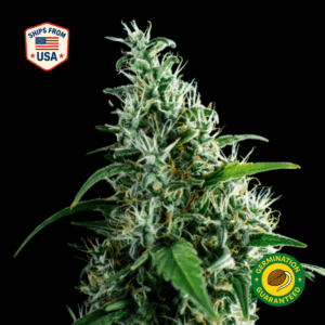 Larry OG Feminized Seeds