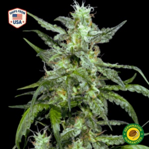Lava Cake Feminized Seeds