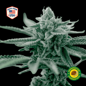 Lemon Haze Feminized Seeds