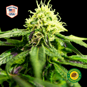 Lemon Tree Feminized Seeds