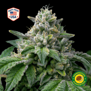 MAC 1 Feminized Seeds